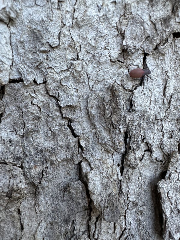 live-oak-bark