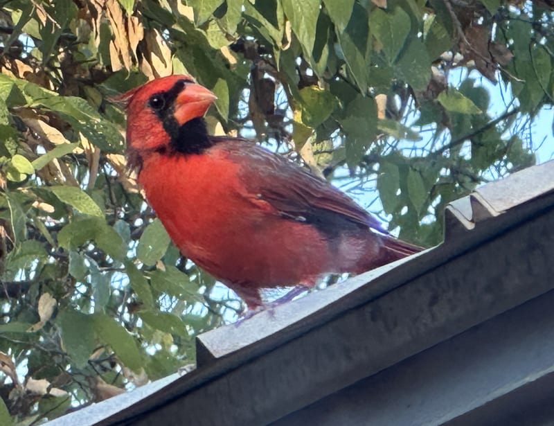 cardinal