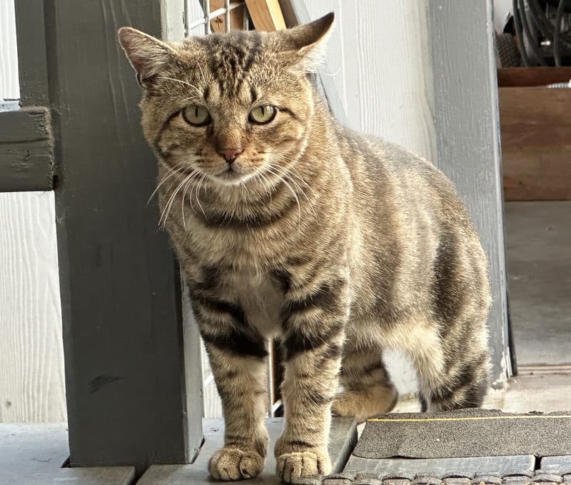porch-cat