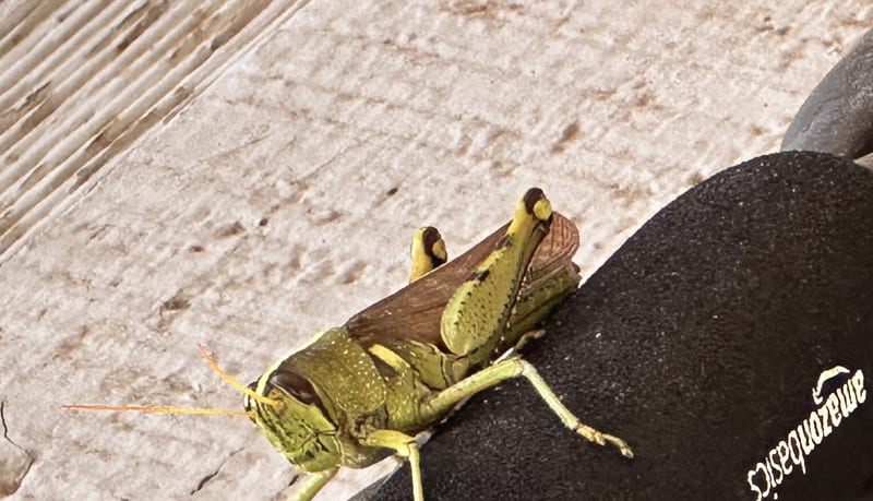 grasshopper